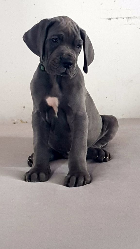 chiot Dogue allemand Realijo