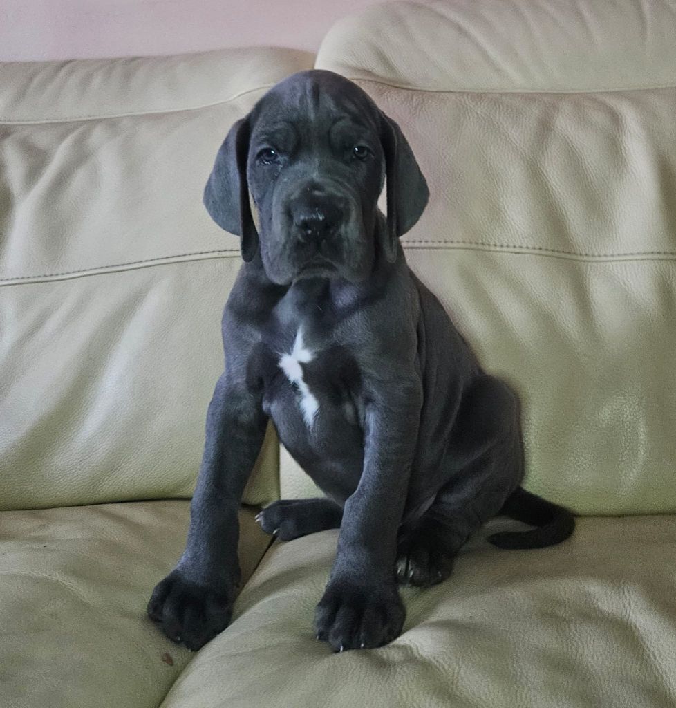 Realijo - Chiot disponible  - Dogue allemand