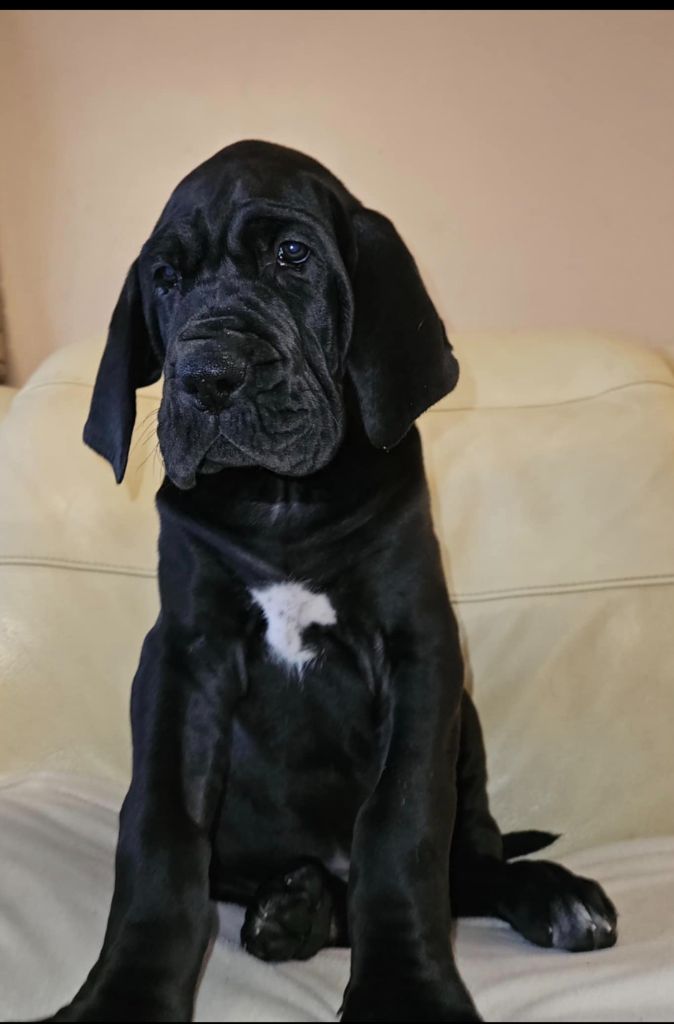 Realijo - Chiot disponible  - Dogue allemand