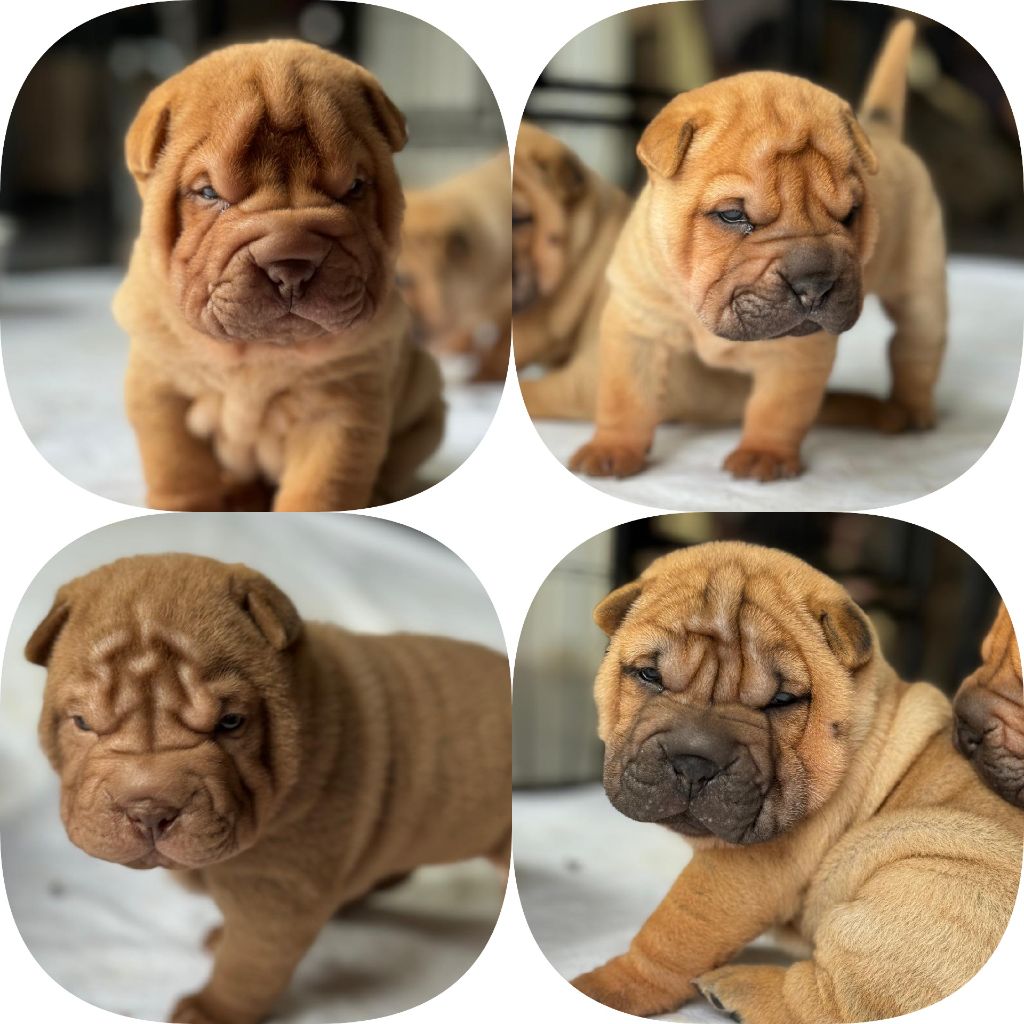 chiot Shar Pei Realijo