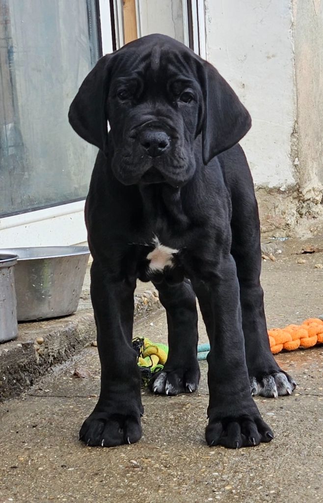 Realijo - Chiot disponible  - Dogue allemand