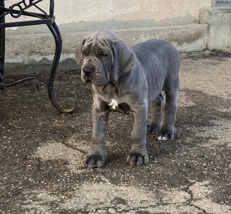 Realijo - Chiot disponible  - Dogue allemand