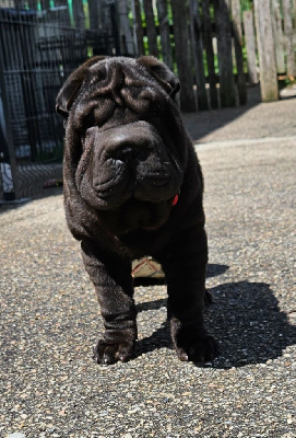 Realijo - Shar Pei - Portée née le 15/02/2024