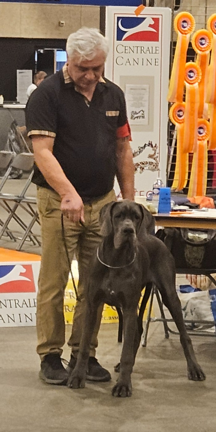 Avana Des Terres De Phelyzia