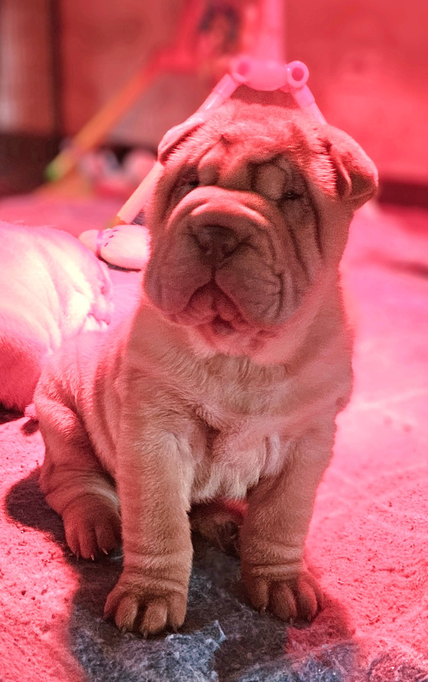 Realijo - Chiots disponibles - Shar Pei