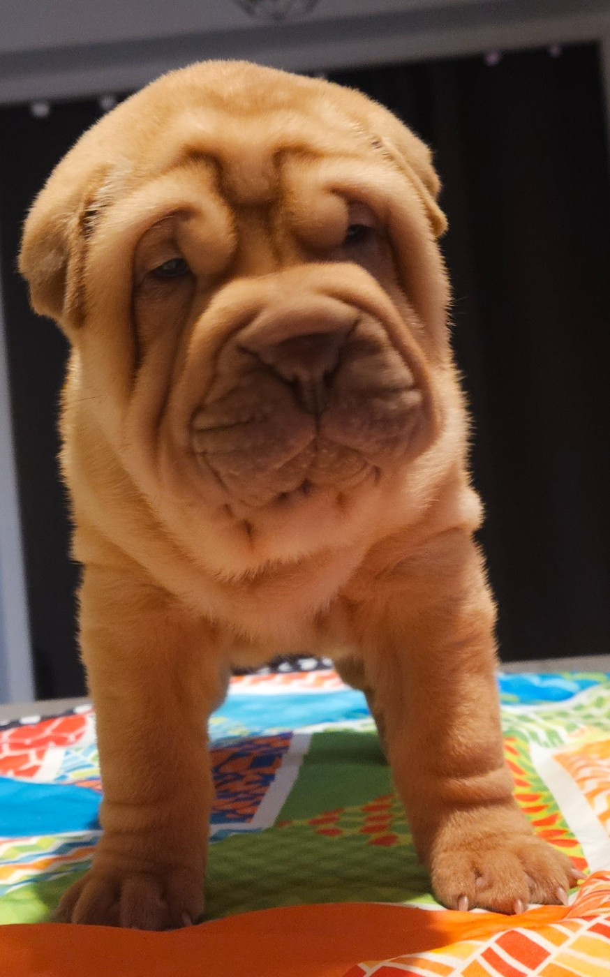 Realijo - Chiots disponibles - Shar Pei