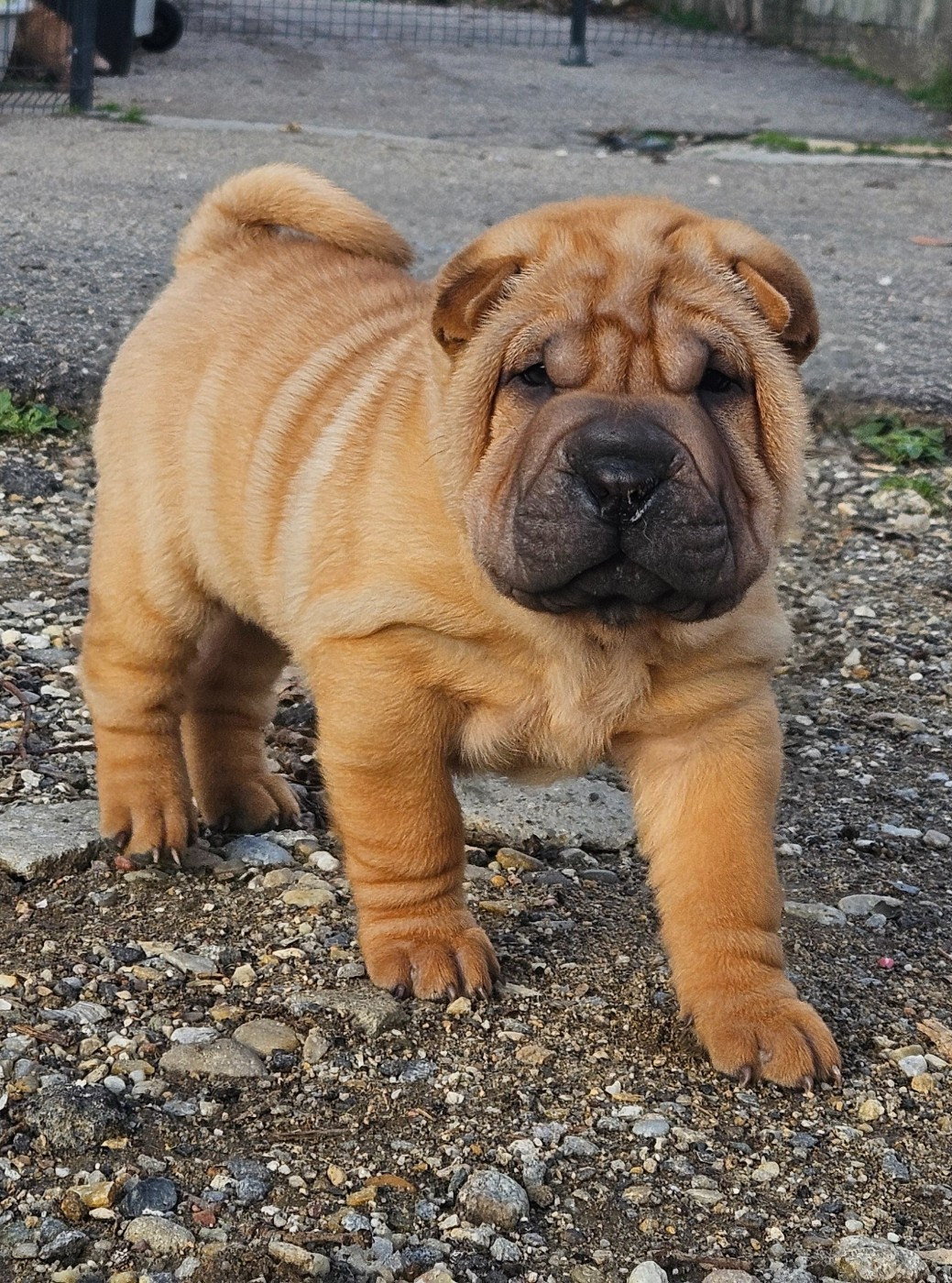 Realijo - Chiots disponibles - Shar Pei
