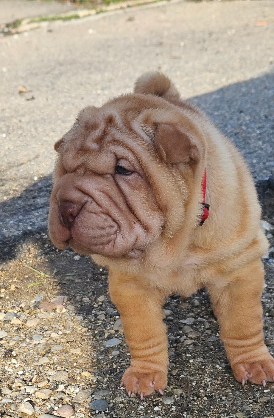 Realijo - Chiots disponibles - Shar Pei