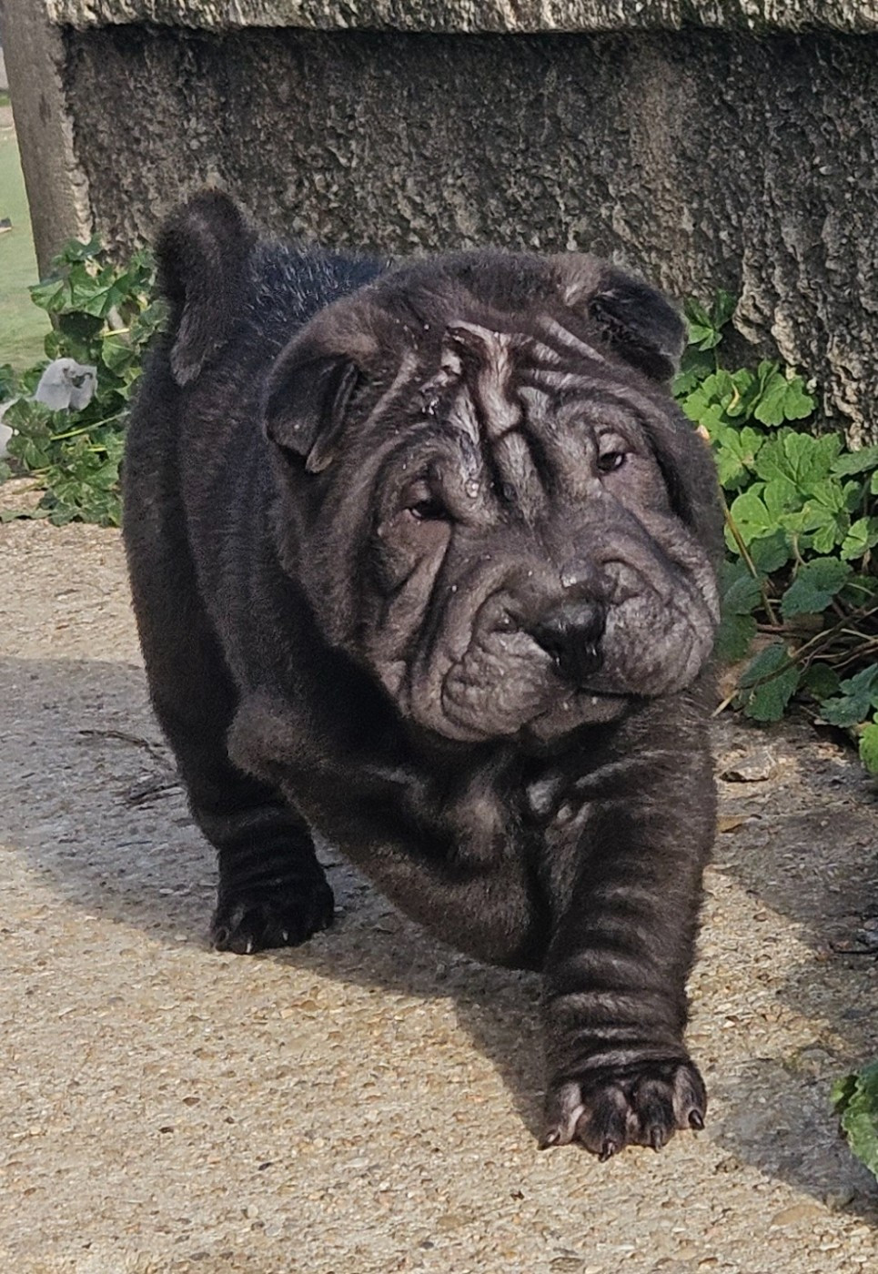 Realijo - Chiots disponibles - Shar Pei