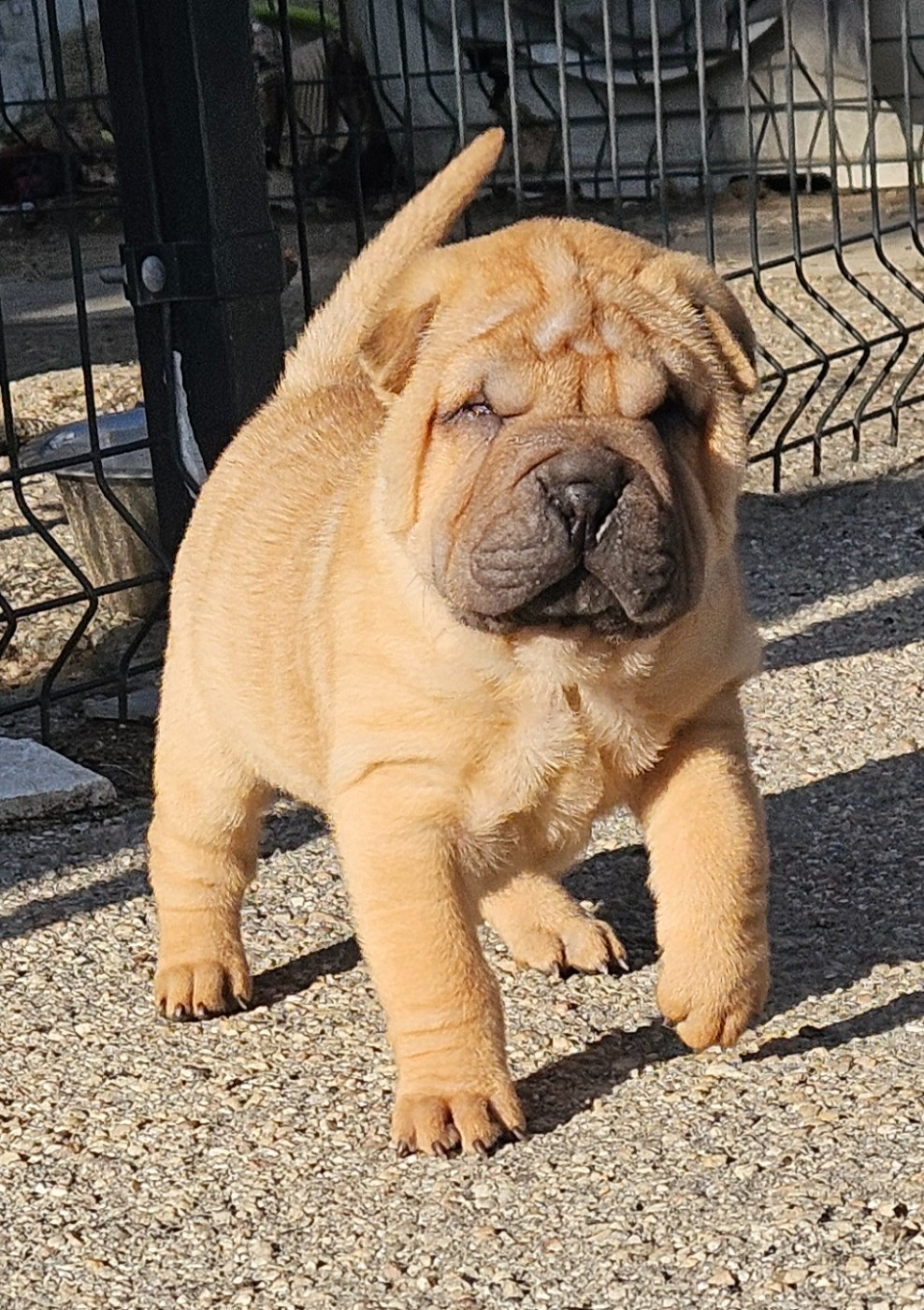 Realijo - Chiots disponibles - Shar Pei