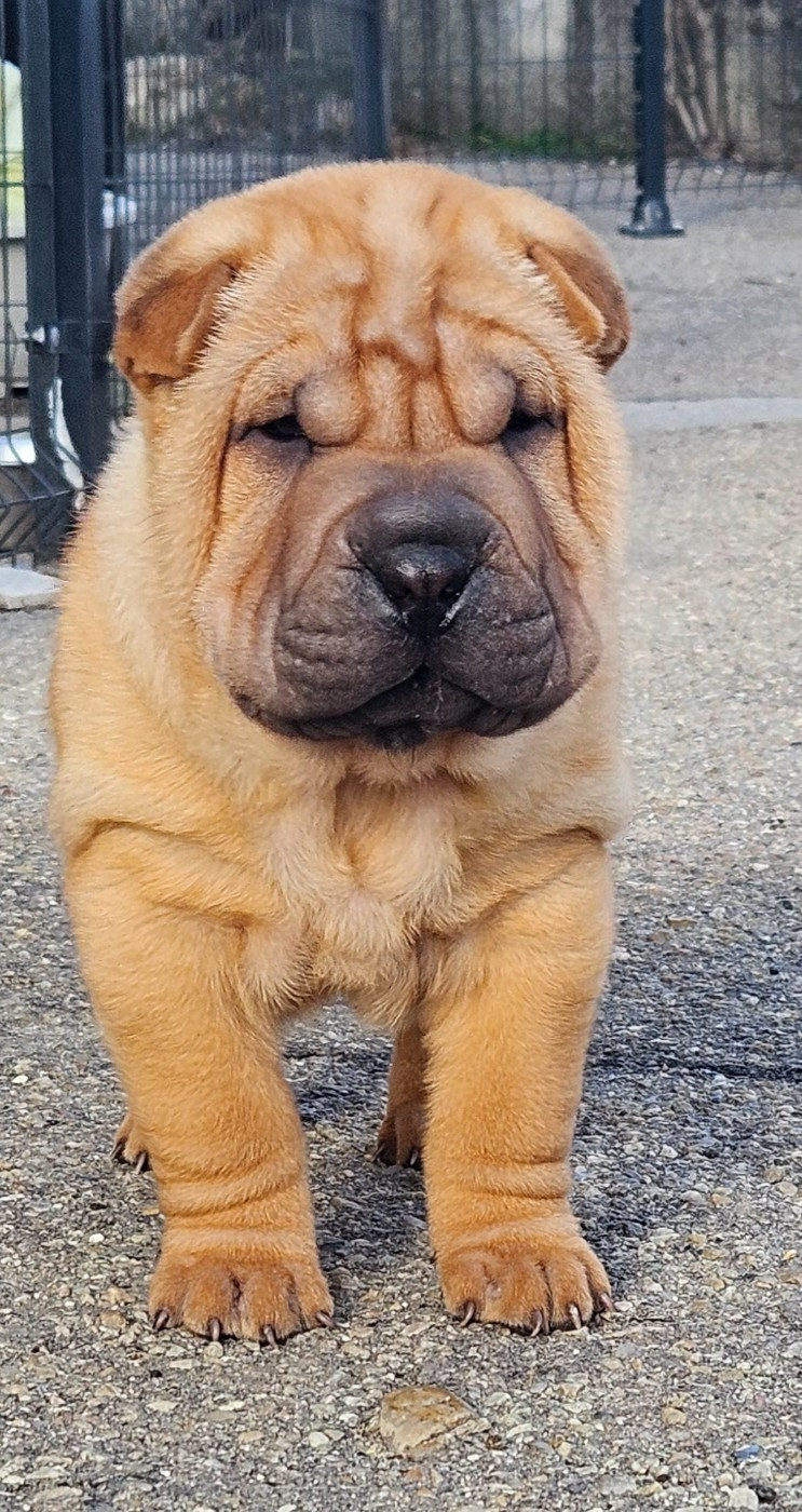 Realijo - Chiots disponibles - Shar Pei