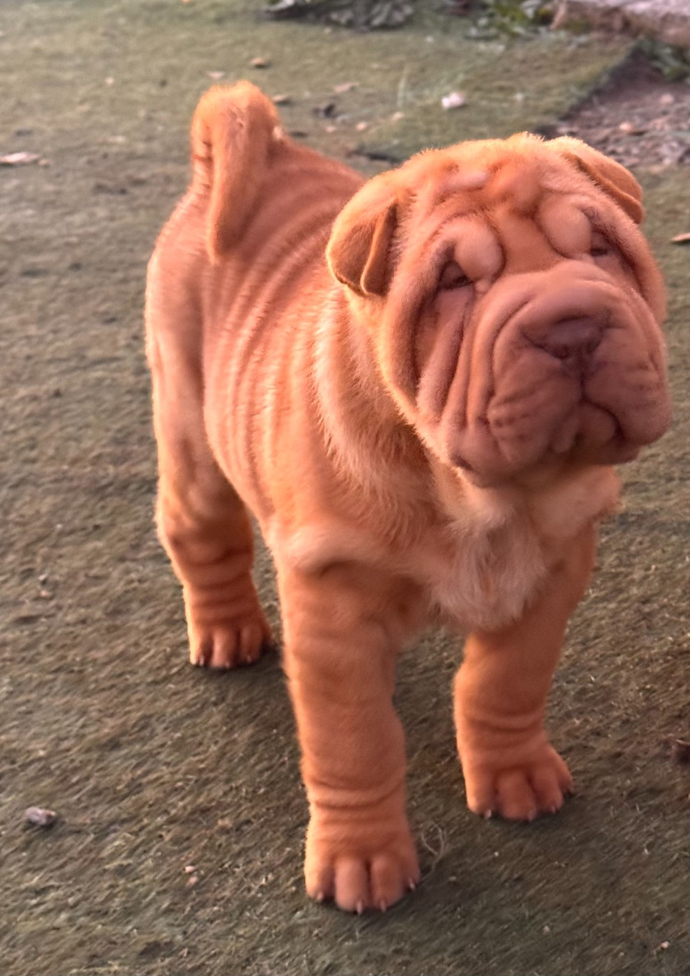 Realijo - Chiots disponibles - Shar Pei