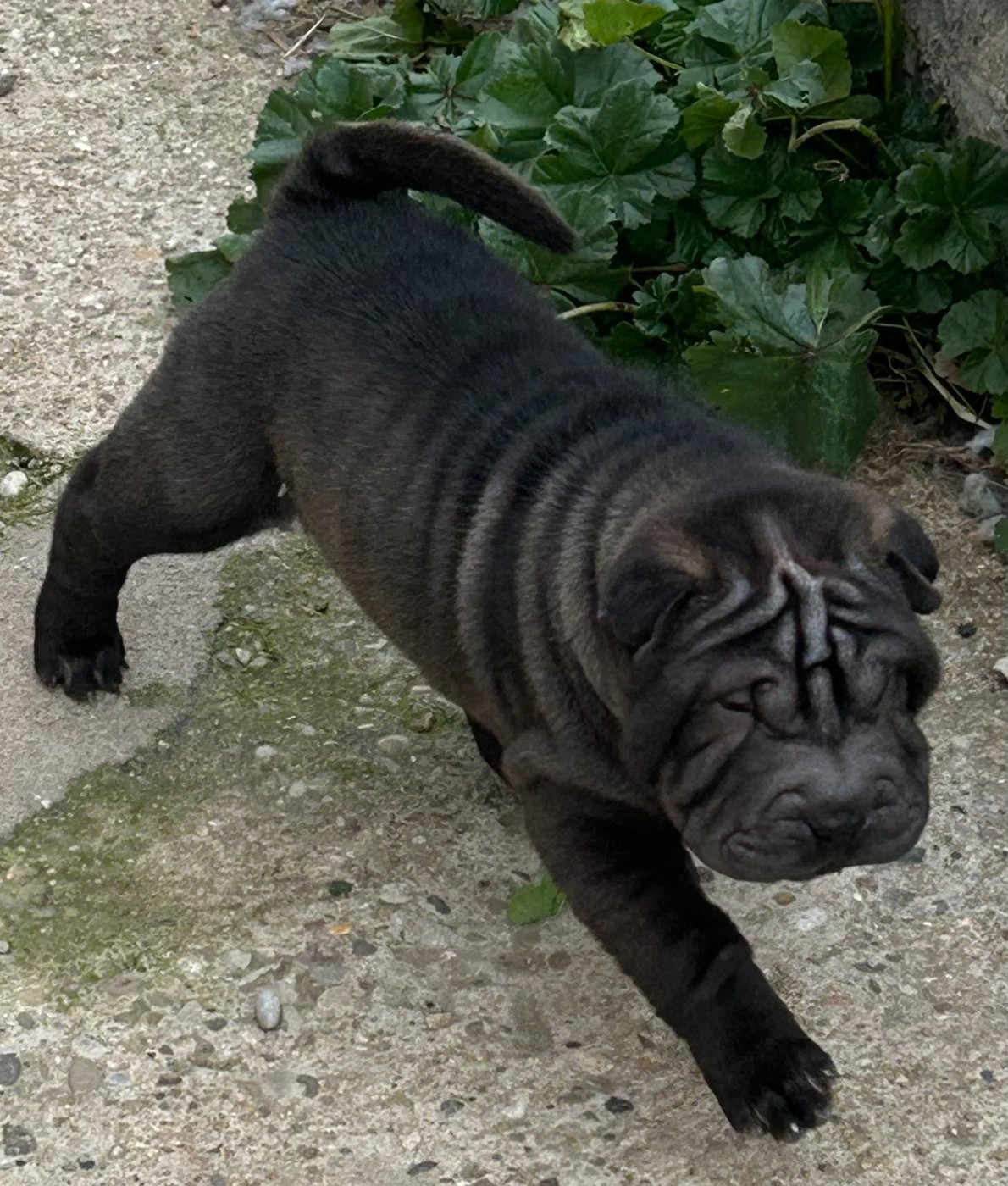Realijo - Chiots disponibles - Shar Pei