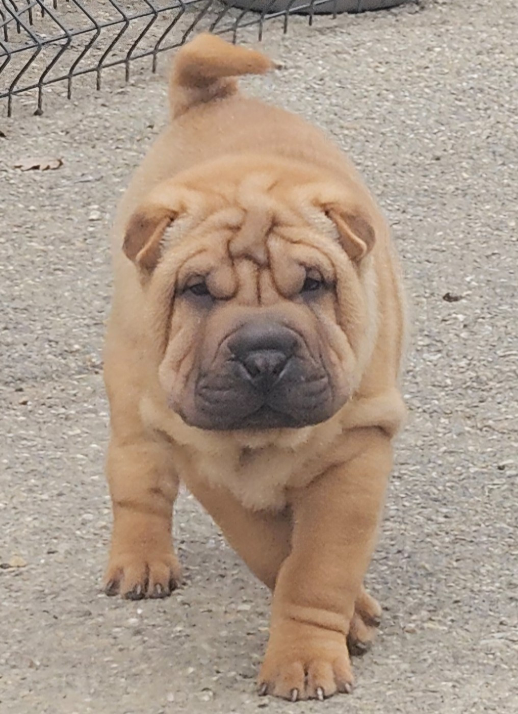 Realijo - Chiots disponibles - Shar Pei
