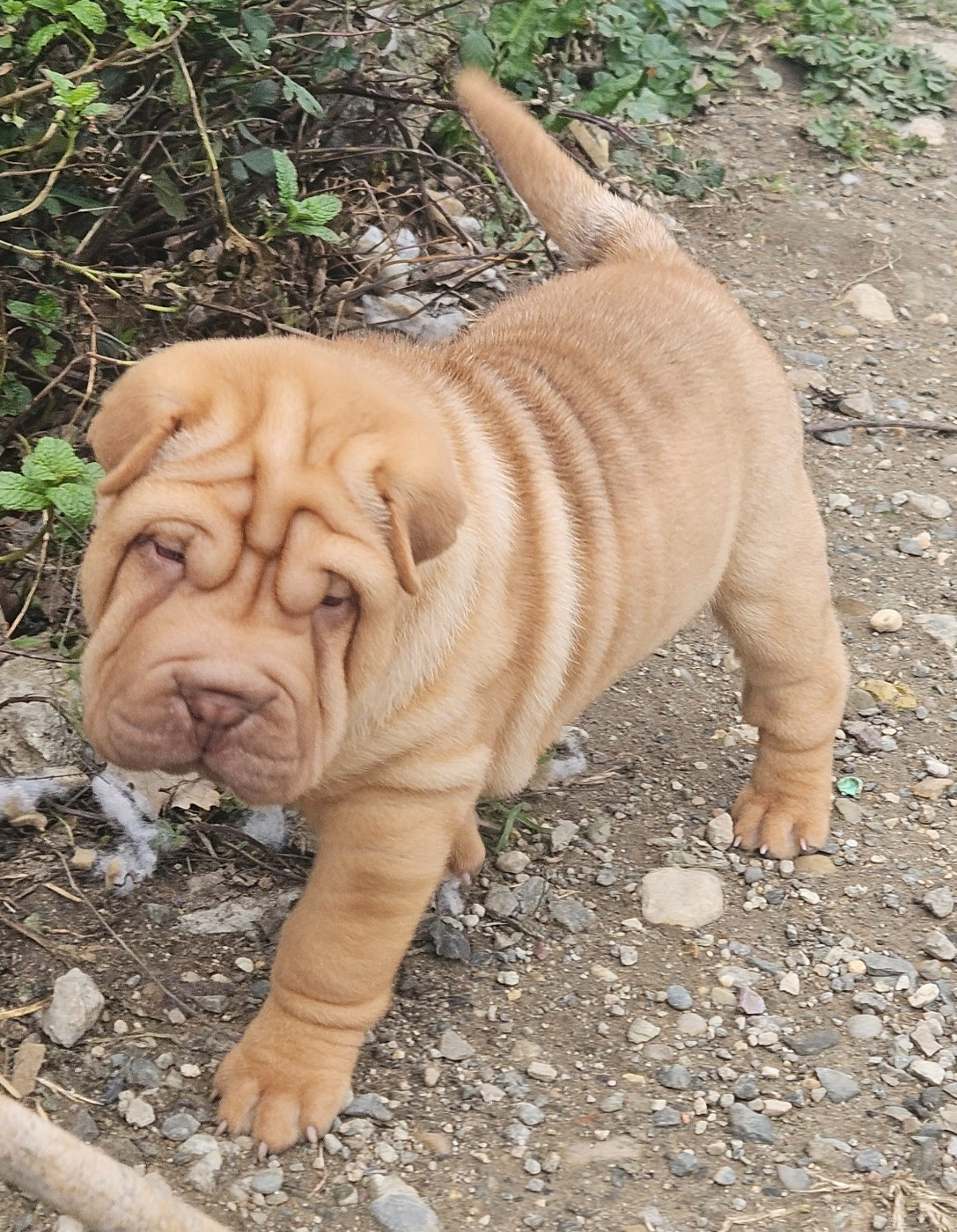 Realijo - Chiots disponibles - Shar Pei