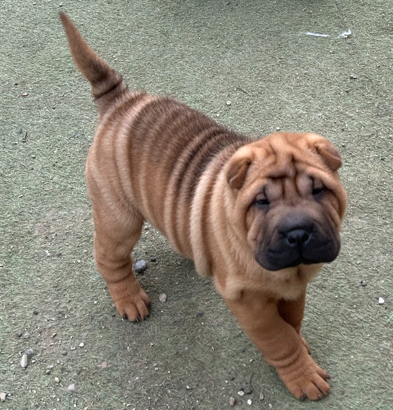 Realijo - Chiots disponibles - Shar Pei