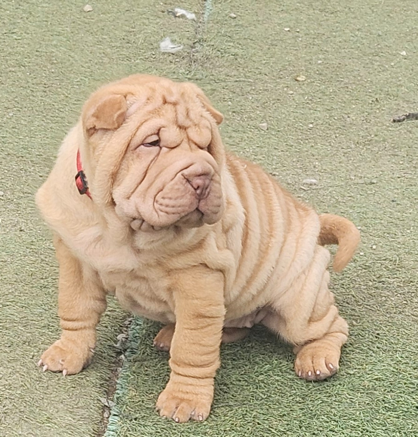 Realijo - Chiots disponibles - Shar Pei