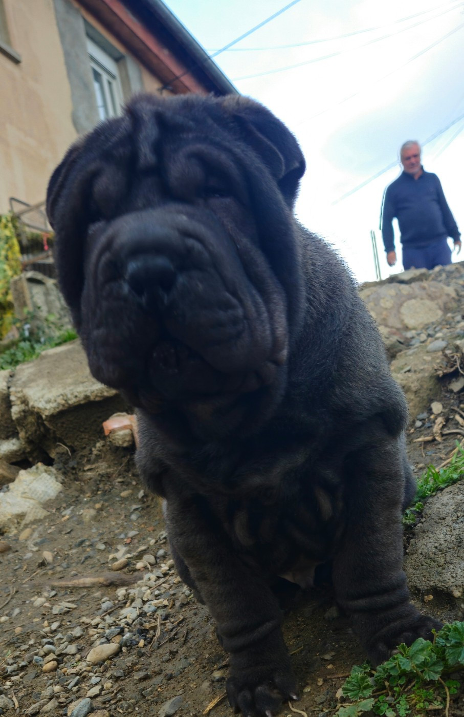 Realijo - Chiots disponibles - Shar Pei