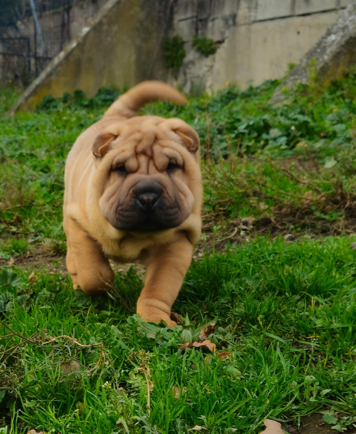 Realijo - Chiots disponibles - Shar Pei