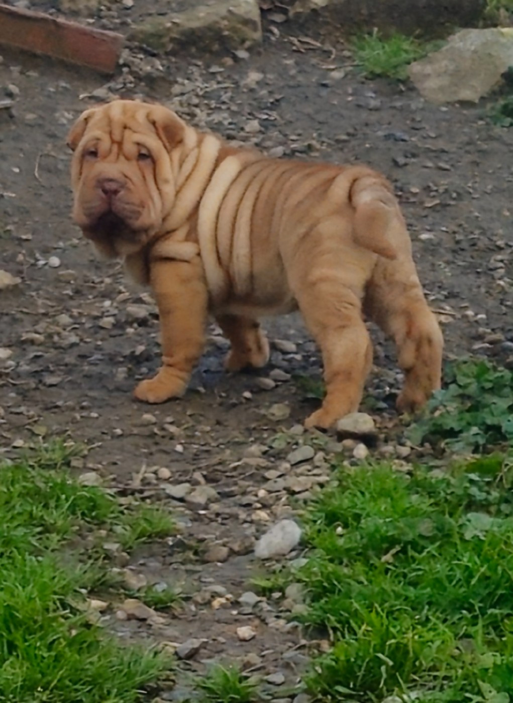 Realijo - Chiots disponibles - Shar Pei
