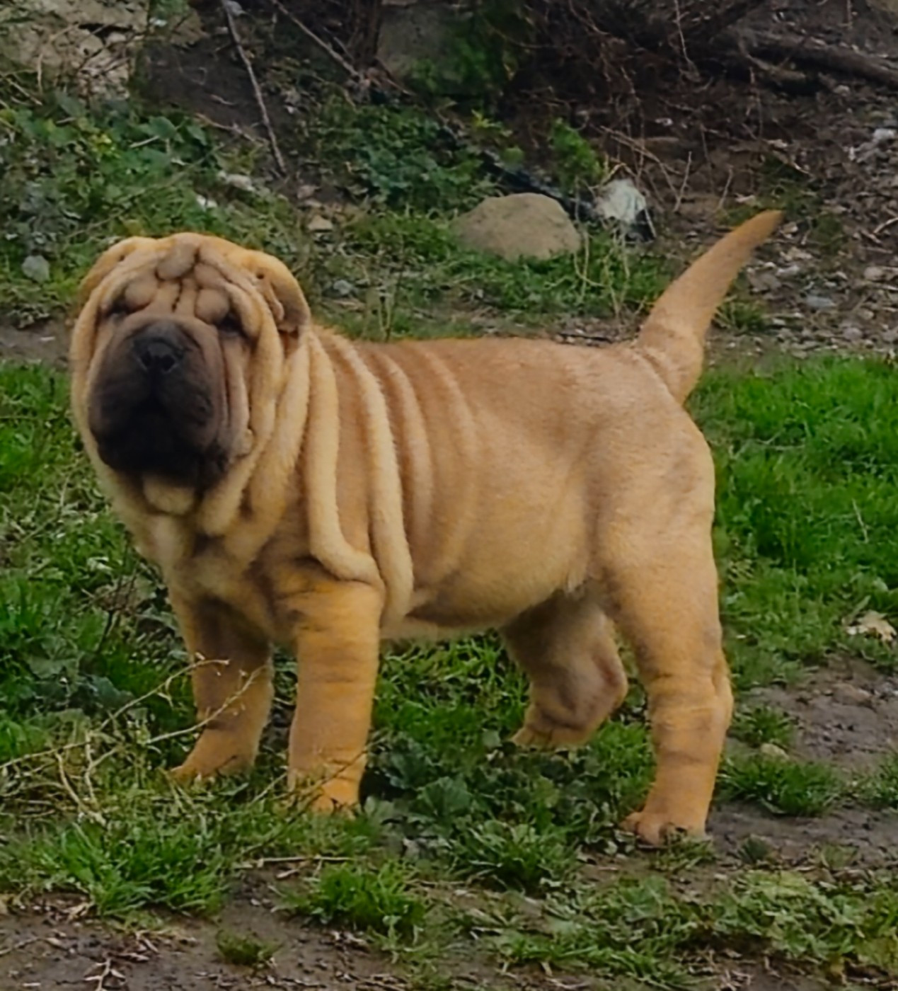 Realijo - Chiots disponibles - Shar Pei