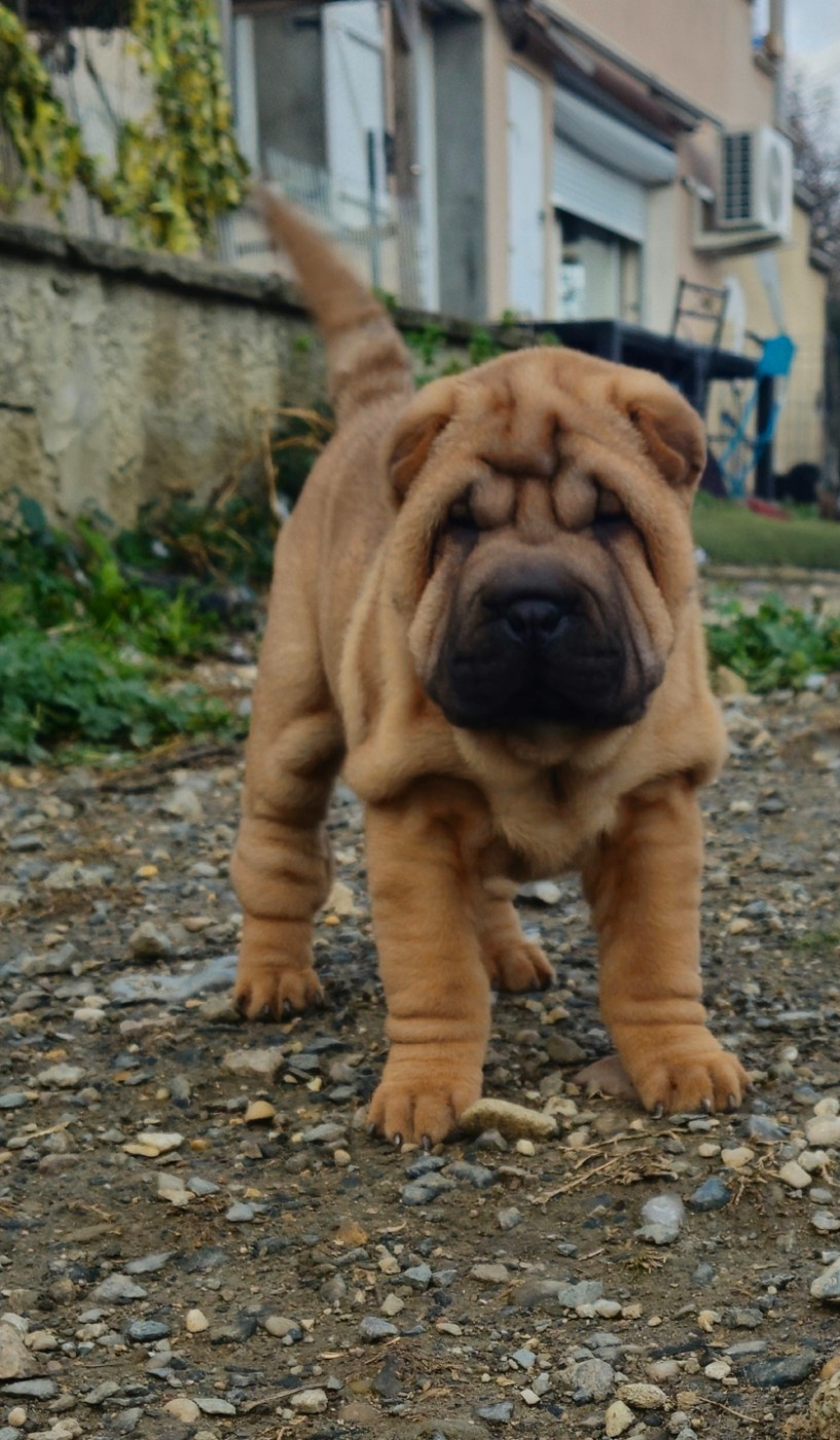 Realijo - Chiots disponibles - Shar Pei