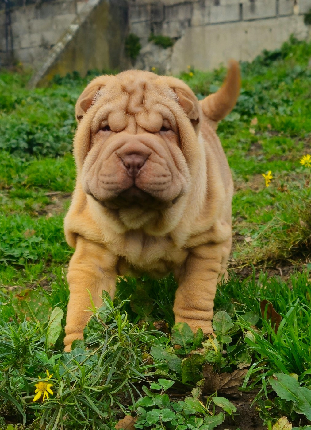 Realijo - Chiots disponibles - Shar Pei