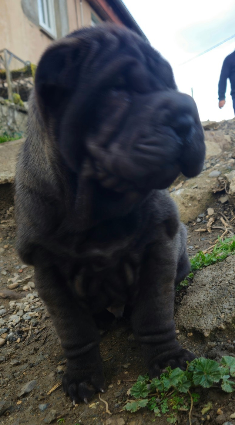 Realijo - Chiots disponibles - Shar Pei