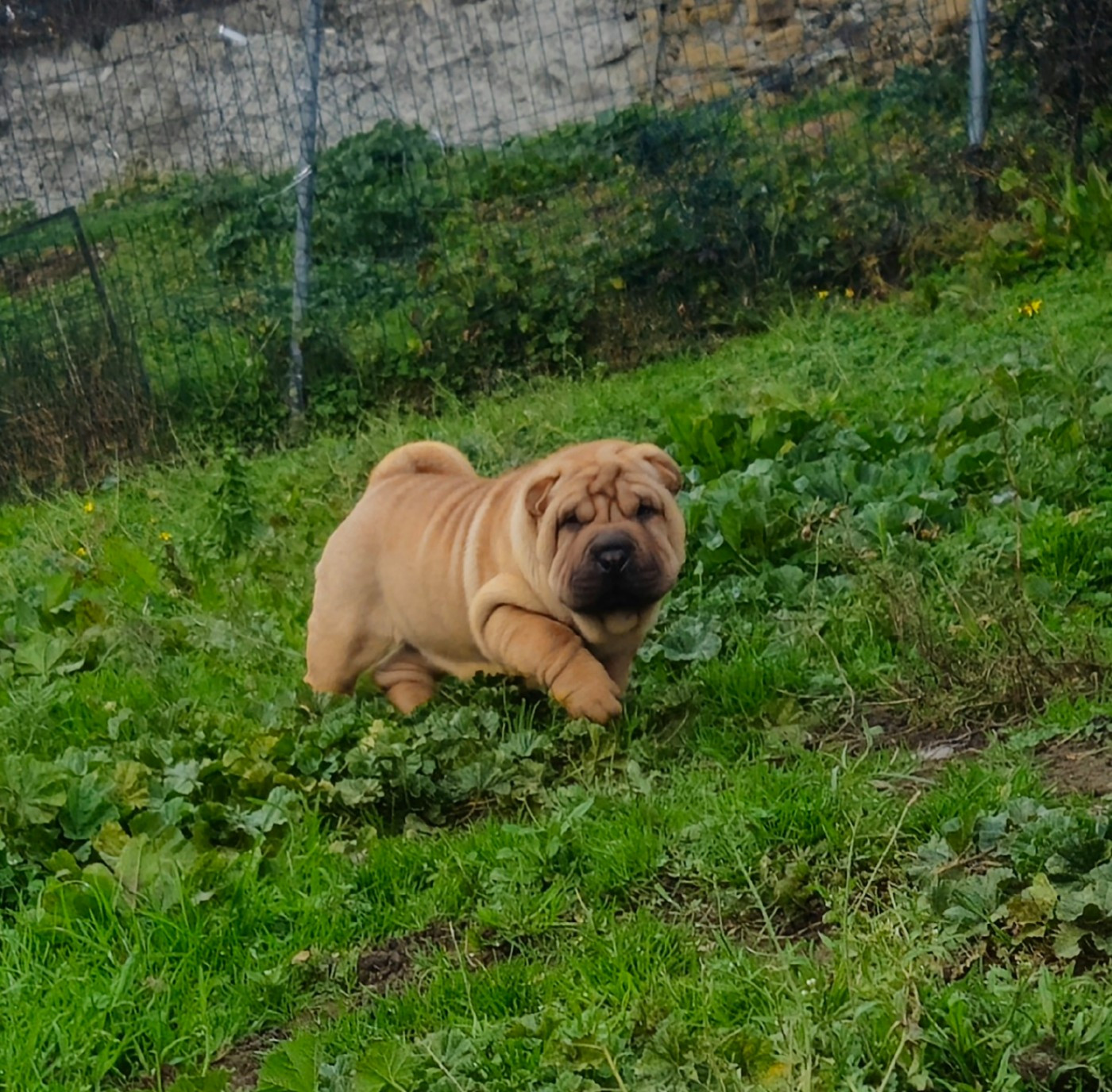 Realijo - Chiots disponibles - Shar Pei