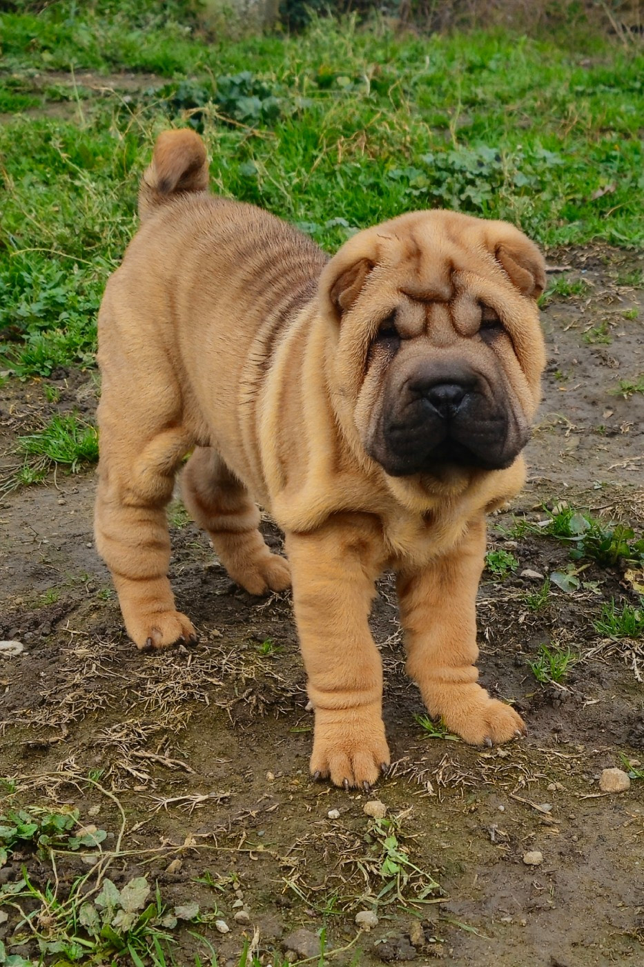 Realijo - Chiots disponibles - Shar Pei