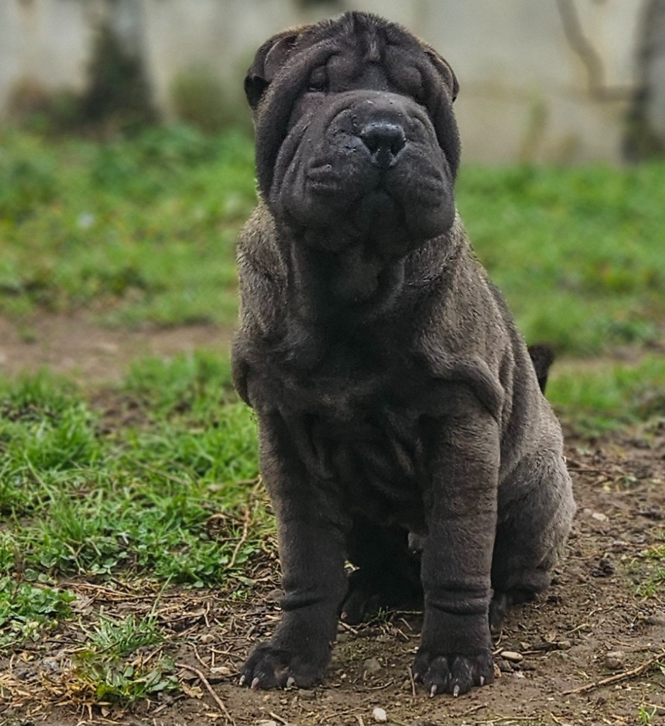 Realijo - Chiots disponibles - Shar Pei