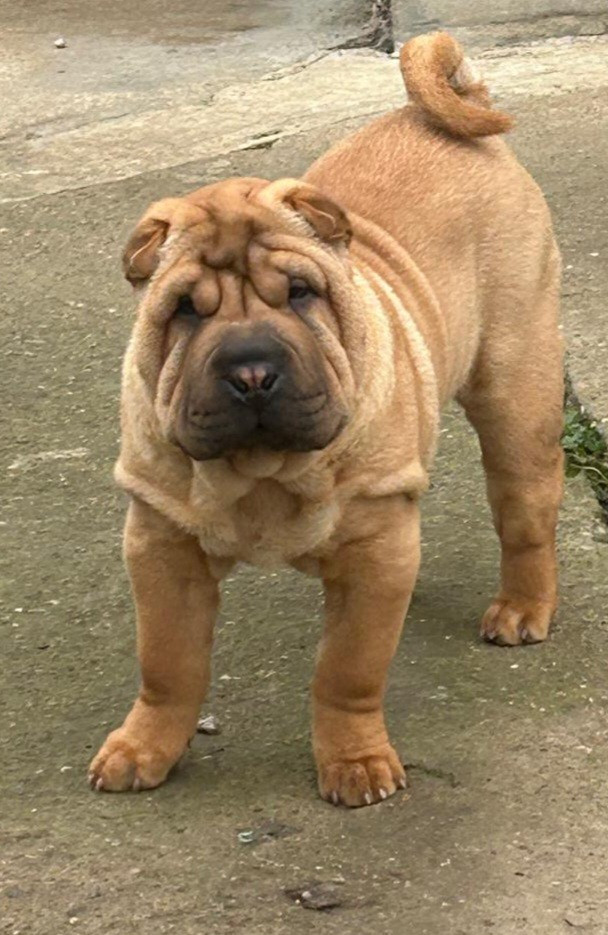 Realijo - Chiots disponibles - Shar Pei