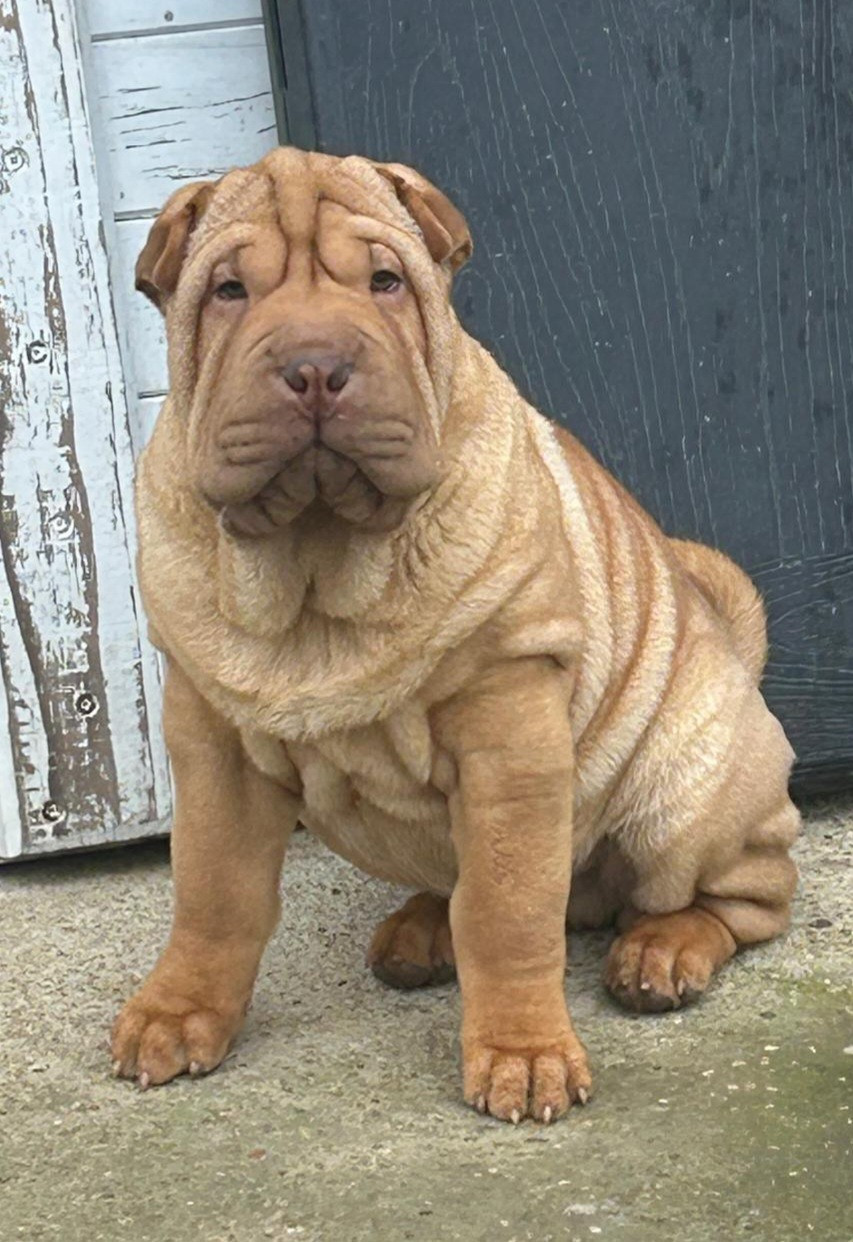 Realijo - Chiots disponibles - Shar Pei