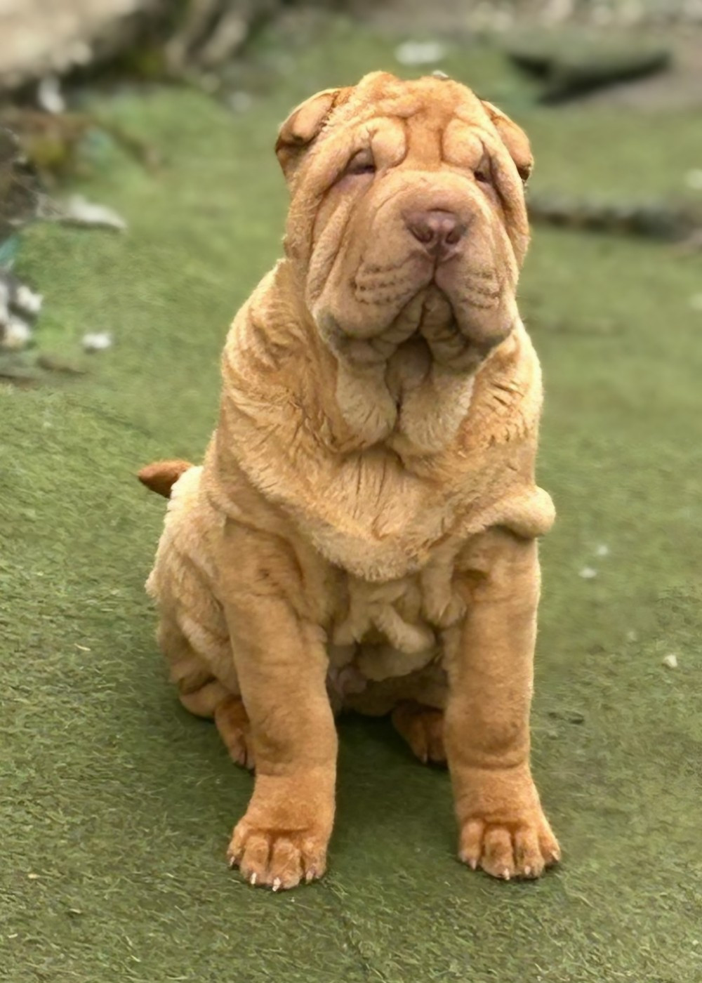 Realijo - Chiots disponibles - Shar Pei