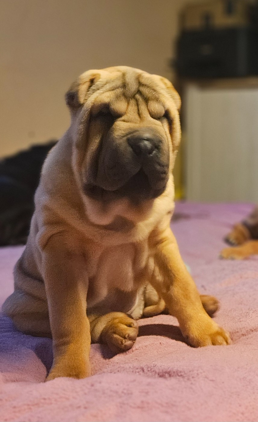 Realijo - Chiots disponibles - Shar Pei