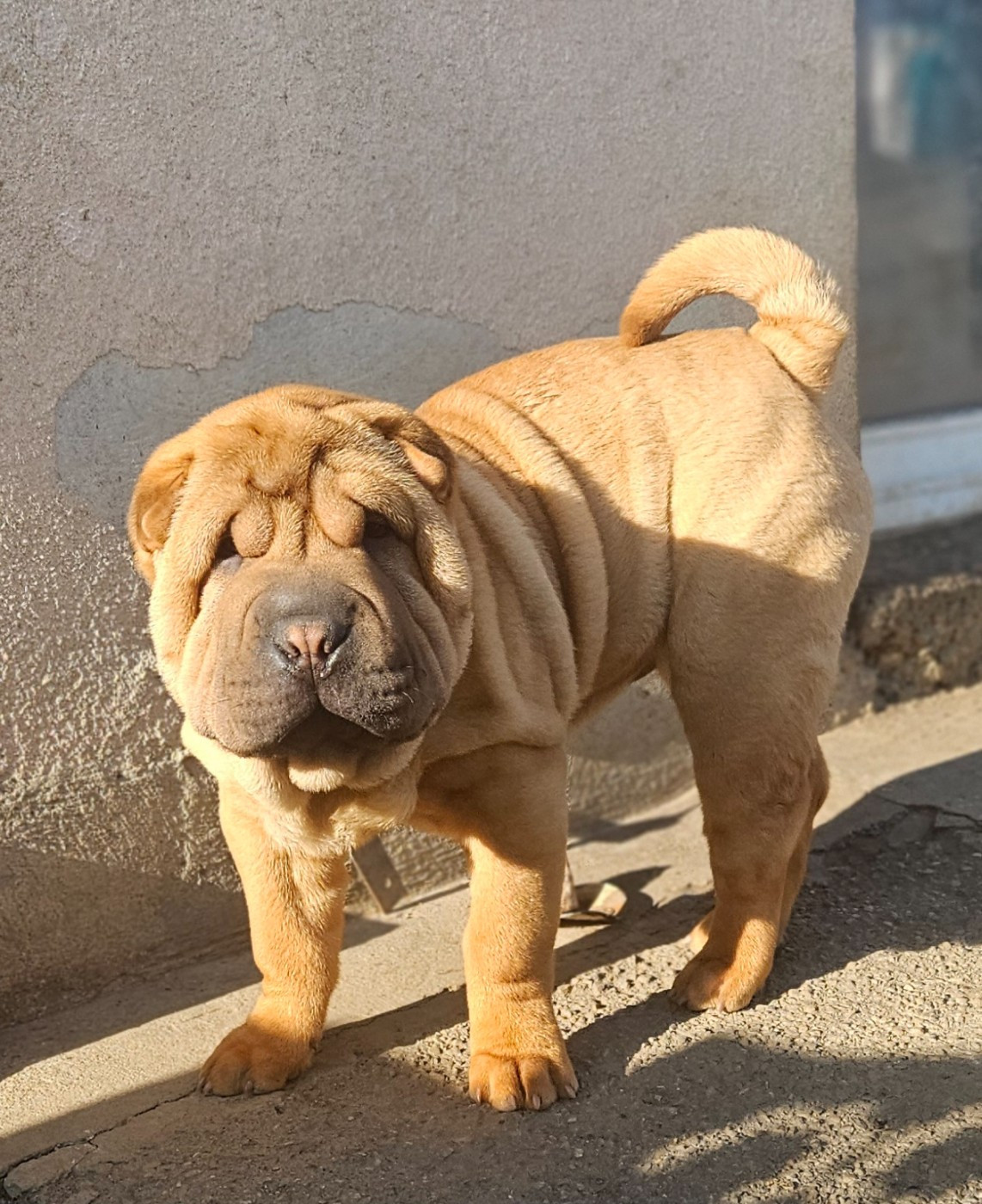 Realijo - Chiots disponibles - Shar Pei