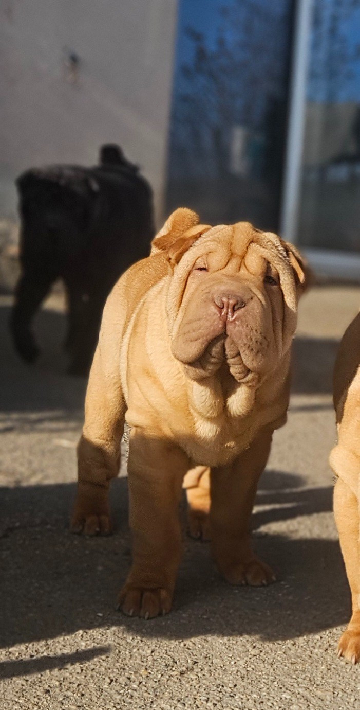 Realijo - Chiots disponibles - Shar Pei