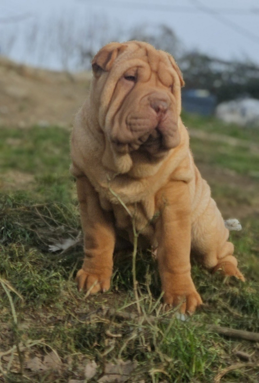 Realijo - Chiots disponibles - Shar Pei