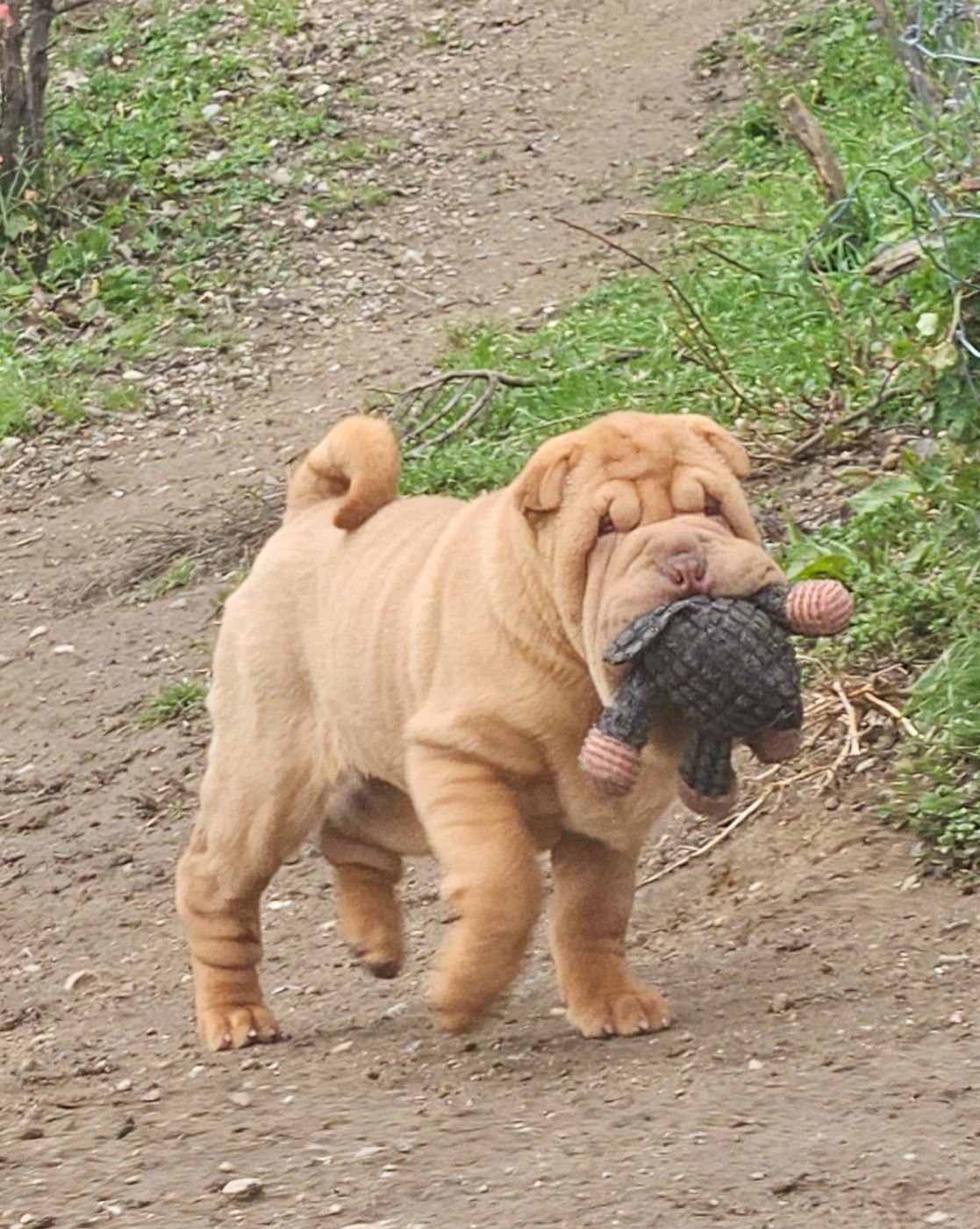 Realijo - Chiots disponibles - Shar Pei