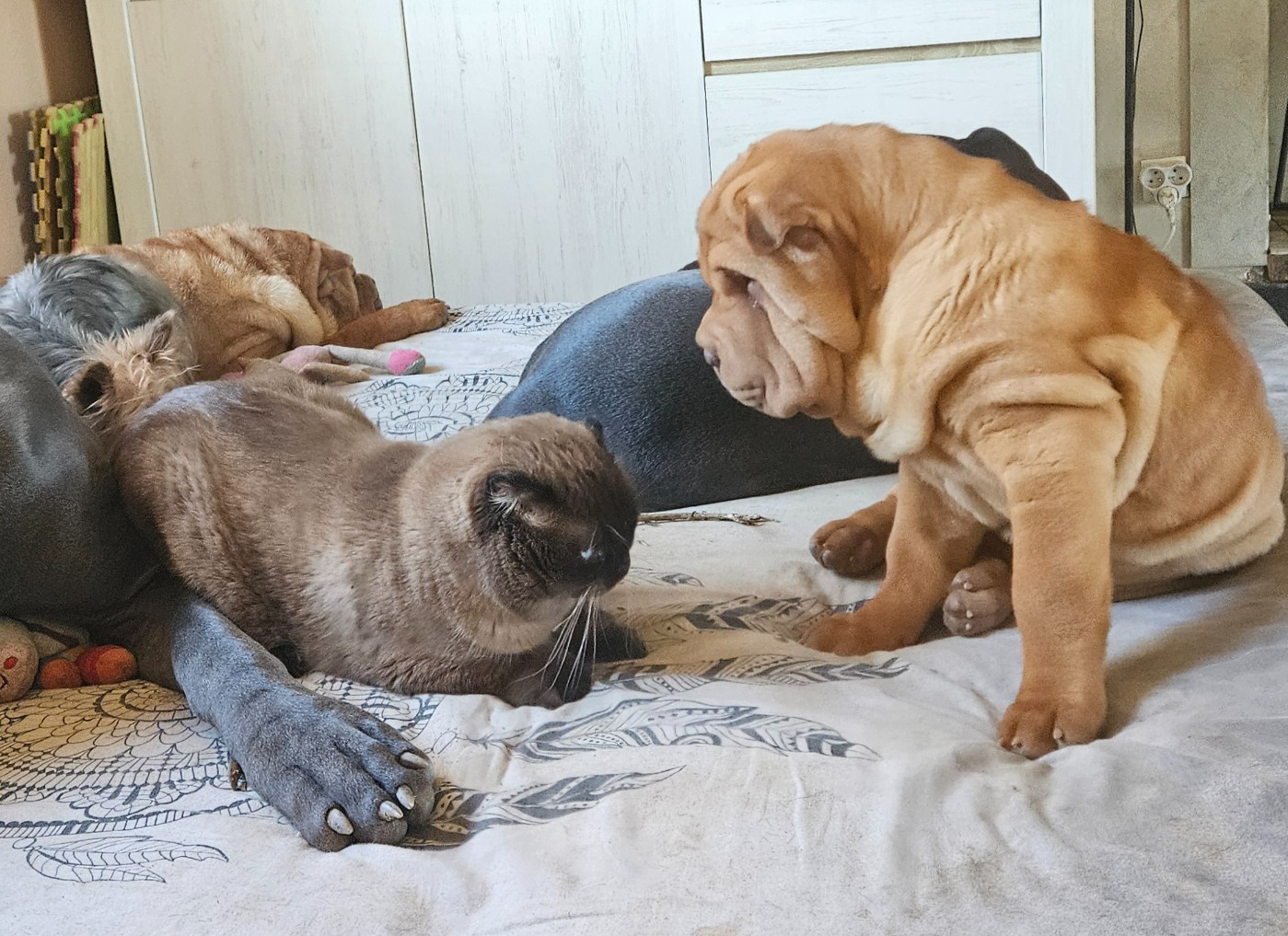 Realijo - Shar Pei - Portée née le 07/10/2025