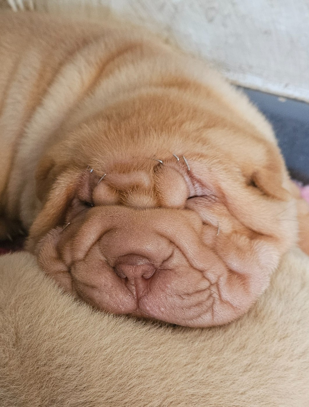 Realijo - Chiots disponibles - Shar Pei
