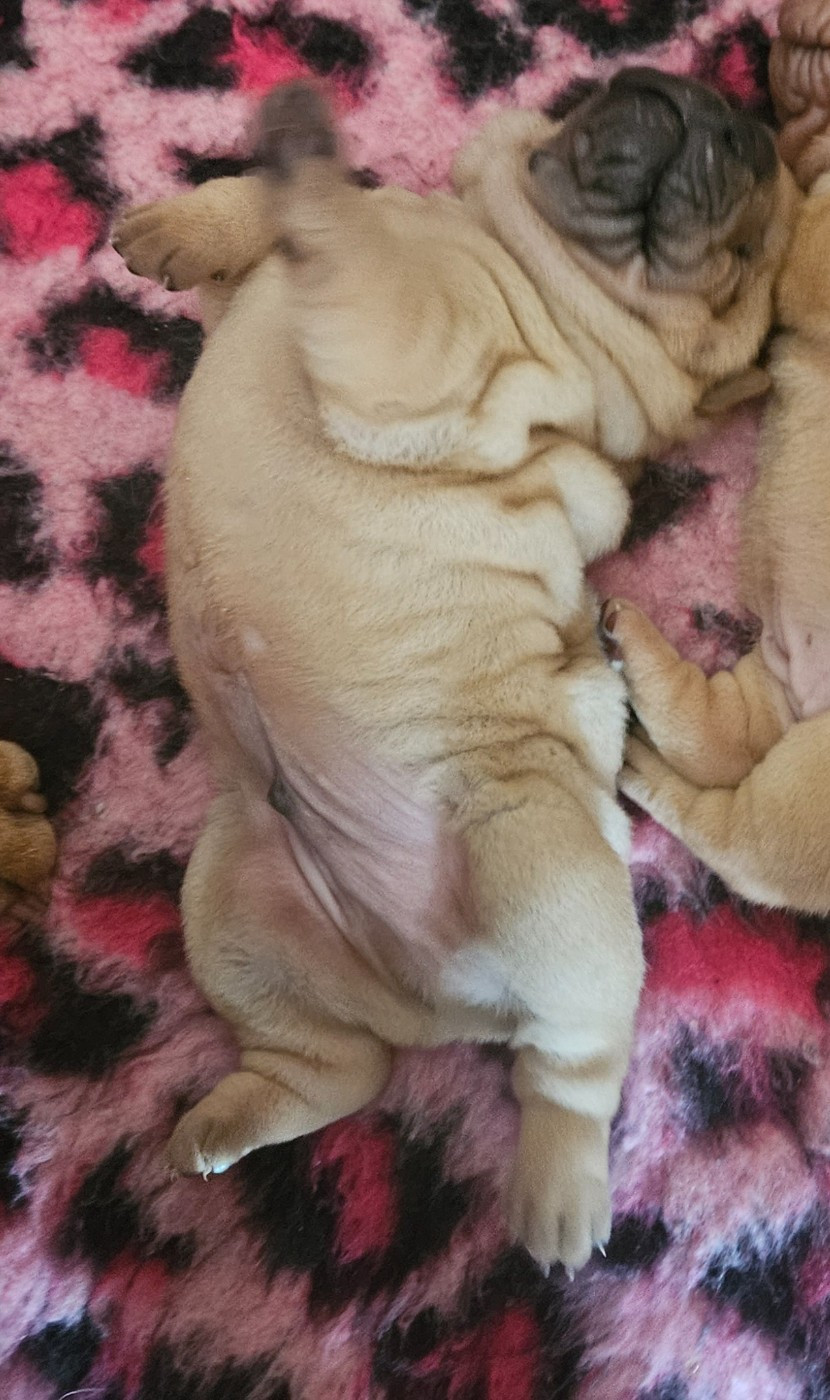 Realijo - Chiots disponibles - Shar Pei