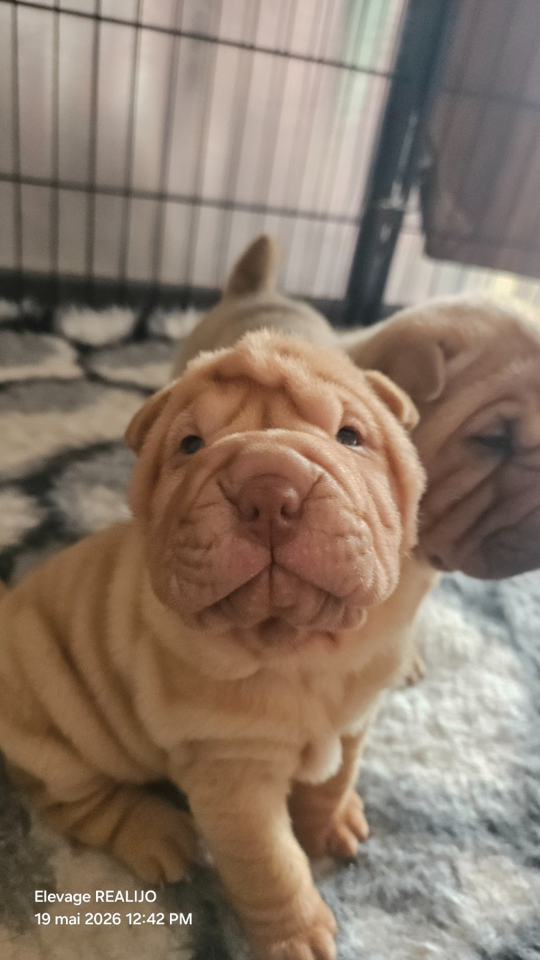 Realijo - Chiots disponibles - Shar Pei