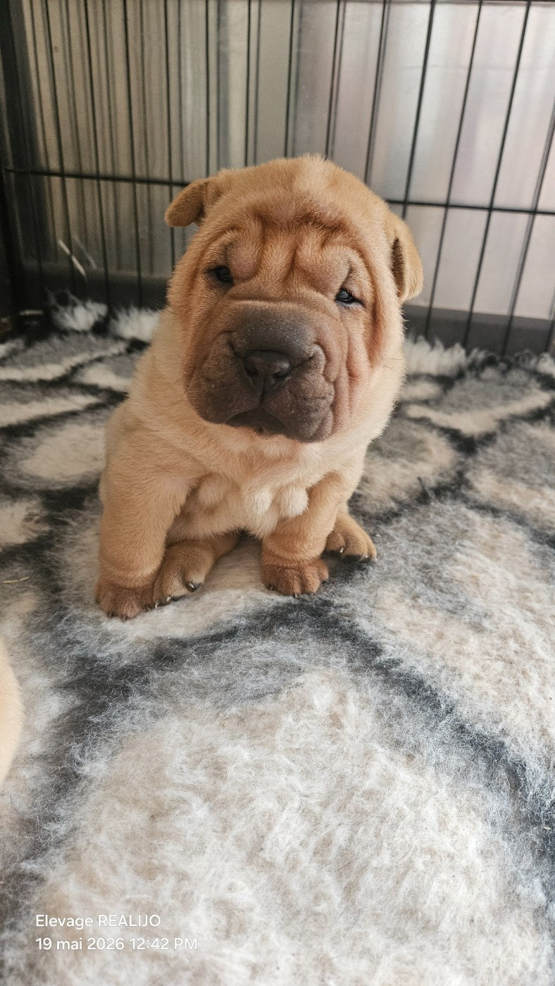 Realijo - Chiots disponibles - Shar Pei