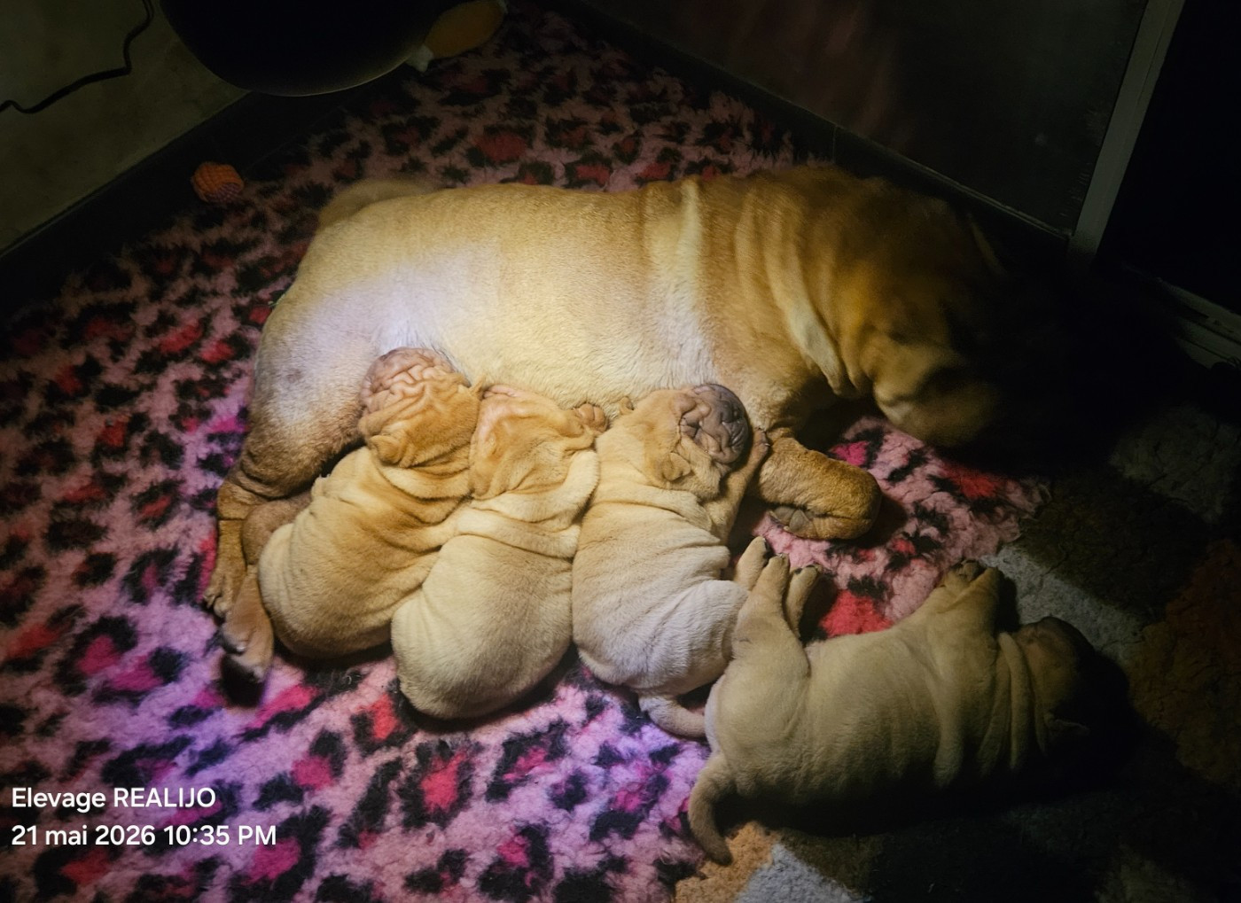Chiot Shar Pei Realijo