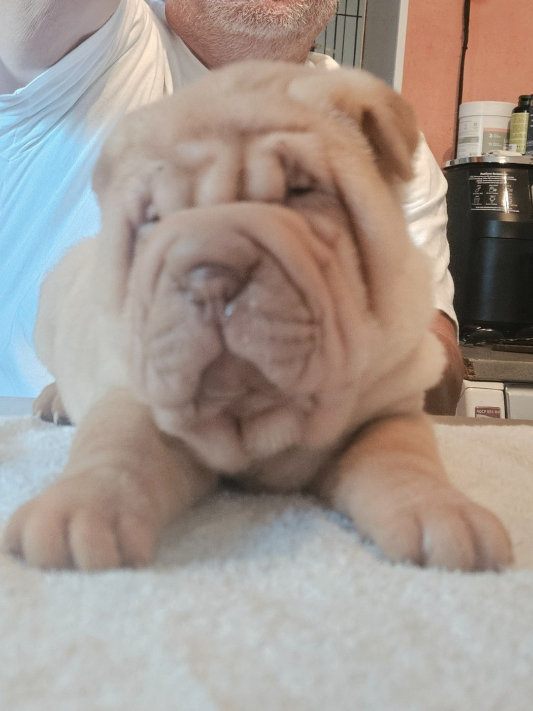Realijo - Chiots disponibles - Shar Pei